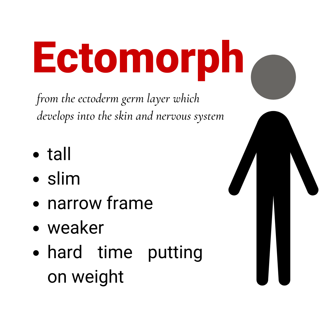 ectomorph body type